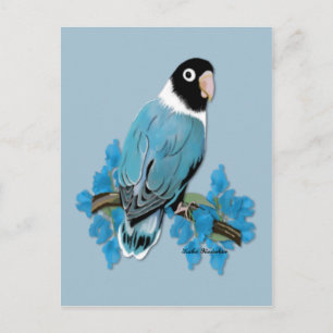 postal Blue Masked Lovebird