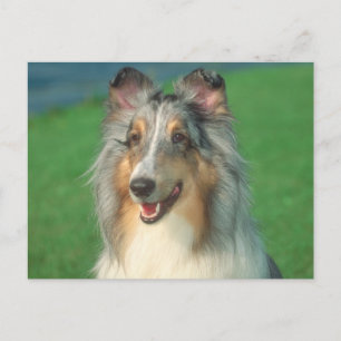 Postal Blue Merle Collie