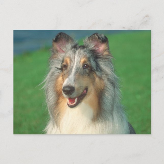 Postal Blue Merle Collie (Anverso)