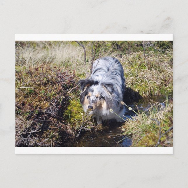 Postal Blue Merle Shetland Sheepdog (Anverso)
