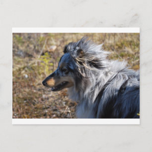 Postal Blue Merle Shetland Sheepdog