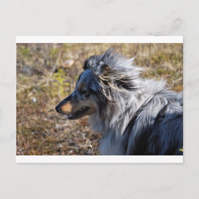 Postal Blue Merle Shetland Sheepdog (Anverso)