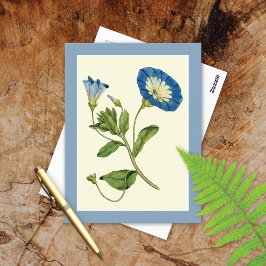 Postal Blue Morning Glory Vine Illustration Postcard