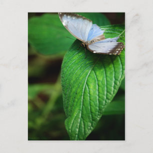 Postal Blue Morpho 112