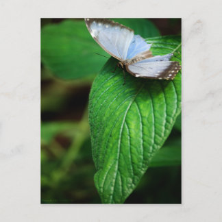 Postal Blue Morpho 112