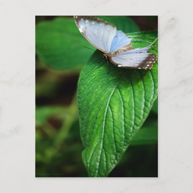 Postal Blue Morpho 112 (Anverso)
