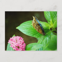 Postal Blue Morpho 143
