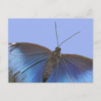 Postal Blue Morpho Butterfly DIY