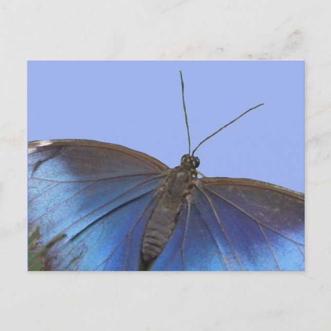 Postal Blue Morpho Butterfly DIY (Anverso)