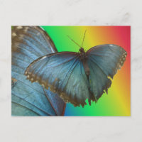 Postal Blue Morpho Butterfly & Wing DIY