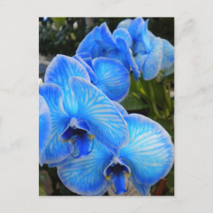 Postal Blue Mystique Orchids PostCard