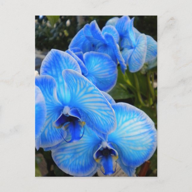 Postal Blue Mystique Orchids PostCard (Anverso)