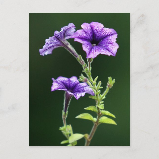 Postal Blue Petunia (Anverso)