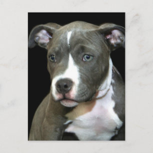 Postal Blue Pitbull Puppy