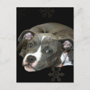 Postal Blue Pitbull Puppy
