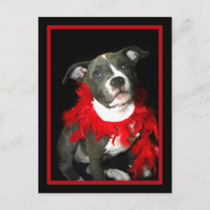 Postal Blue Pitbull Puppy