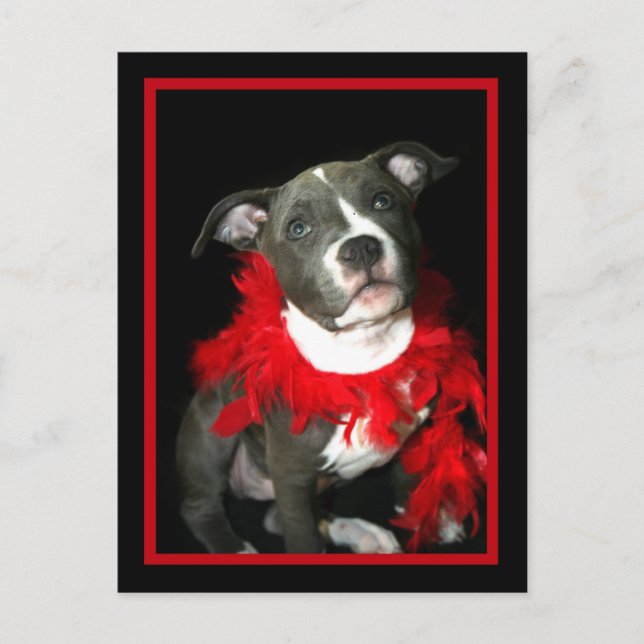 Postal Blue Pitbull Puppy (Anverso)