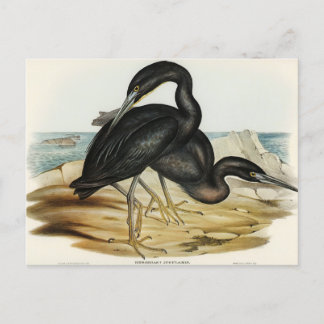 Postal Blue Reef Heron por Elizabeth Gould