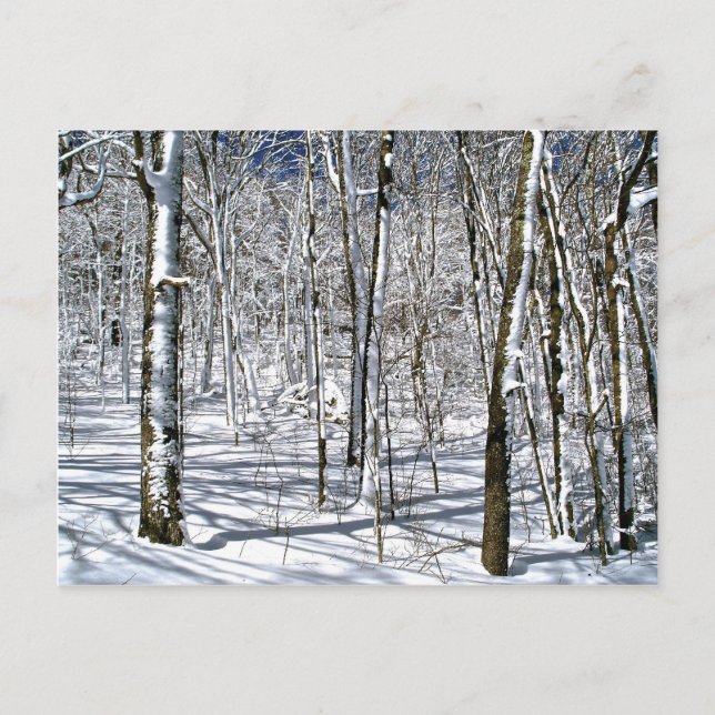 Postal Blue Ridge Mountain Magic bajo un derrame de invie (Anverso)