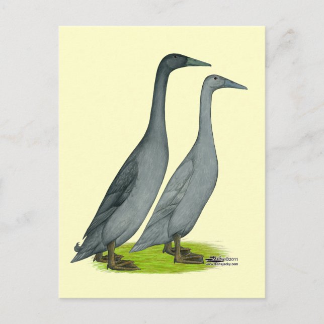 Postal Blue Runner Ducks (Anverso)