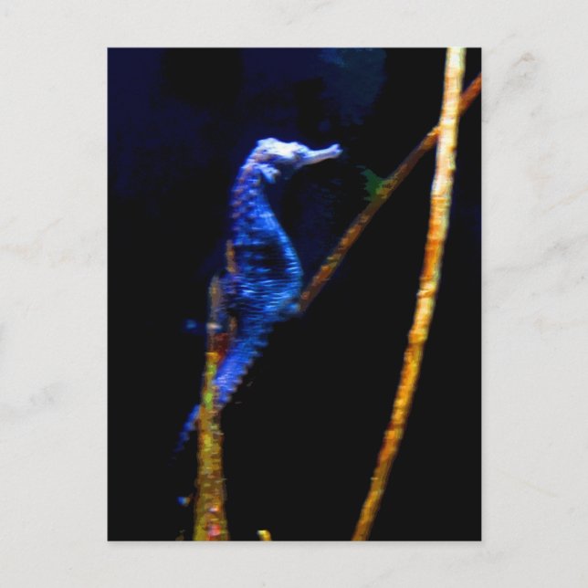 Postal Blue Seahorse CB (Anverso)