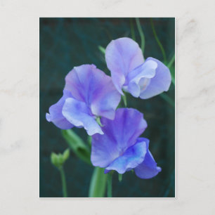 Postal Blue Sweet Pea Flowcard