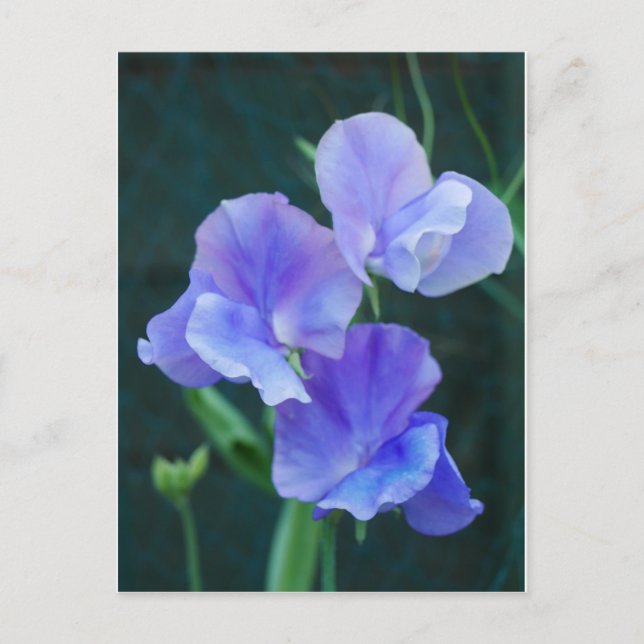 Postal Blue Sweet Pea Flowcard (Anverso)