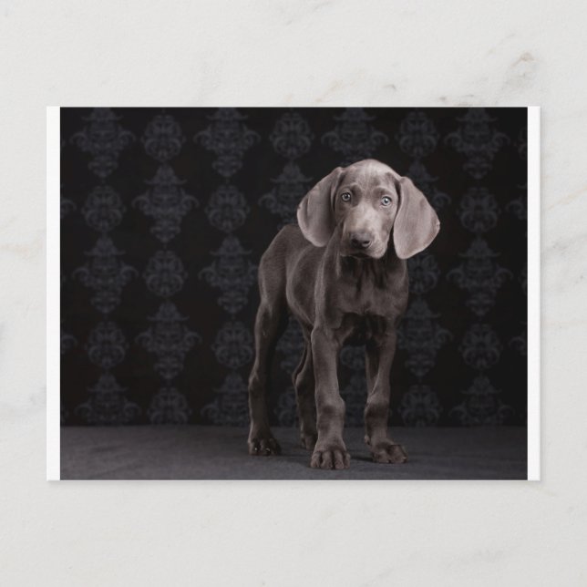 Postal Blue the Weimaraner Puppy (Anverso)