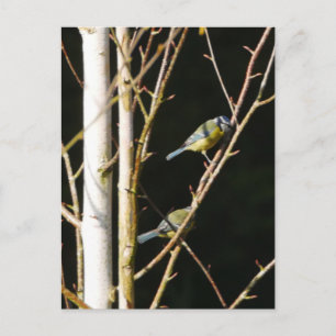 Postal Blue Tit In Silver Bircard