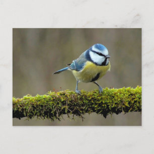 Postal Blue Titbird
