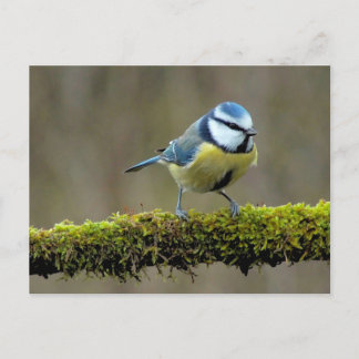 Postal Blue Titbird