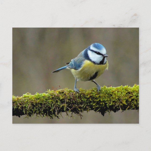 Postal Blue Titbird (Anverso)