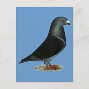 Postal Blue Velvet Show Racer