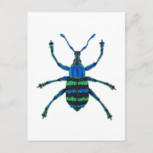 Postal Blue Weevil