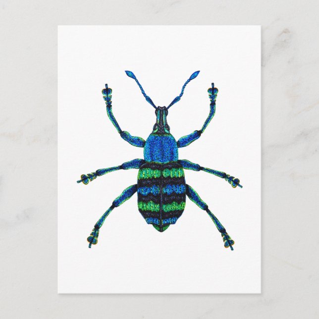 Postal Blue Weevil (Anverso)