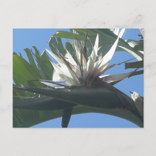 Postal Blue White Strelitzia Flower DIY (Anverso)