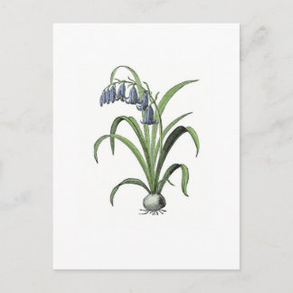 Postal Bluebell