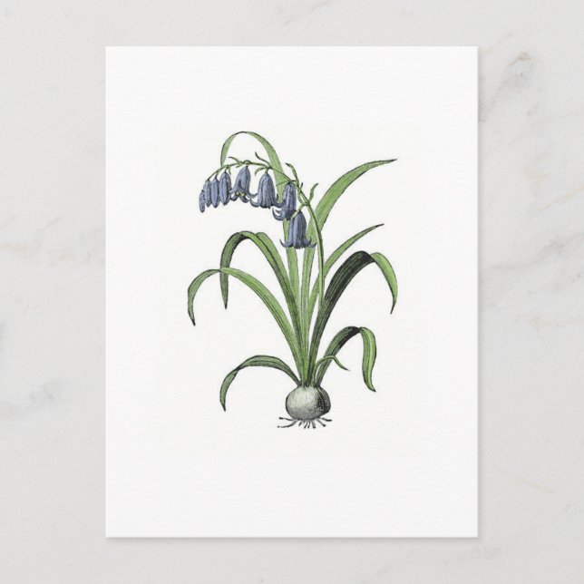 Postal Bluebell (Anverso)