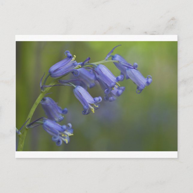 Postal Bluebell inglés (Anverso)