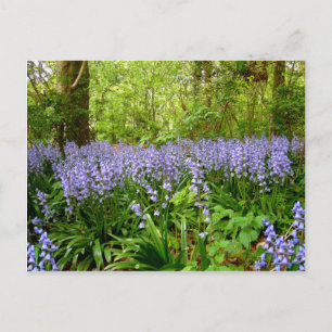 POSTAL BLUEBELL WOOD ~ POSTCARD