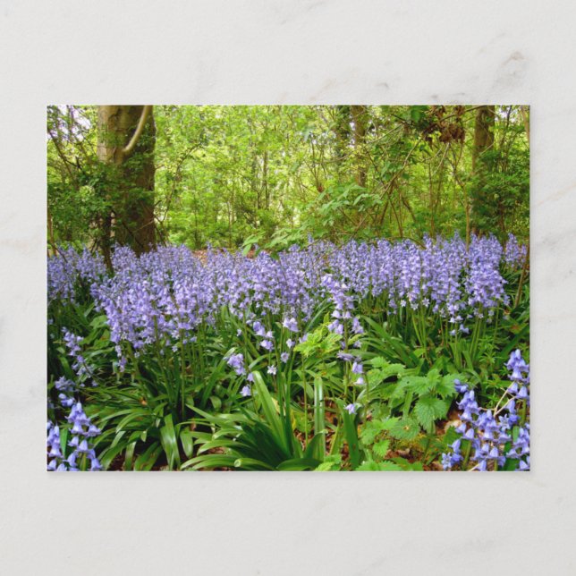 POSTAL BLUEBELL WOOD ~ POSTCARD (Anverso)