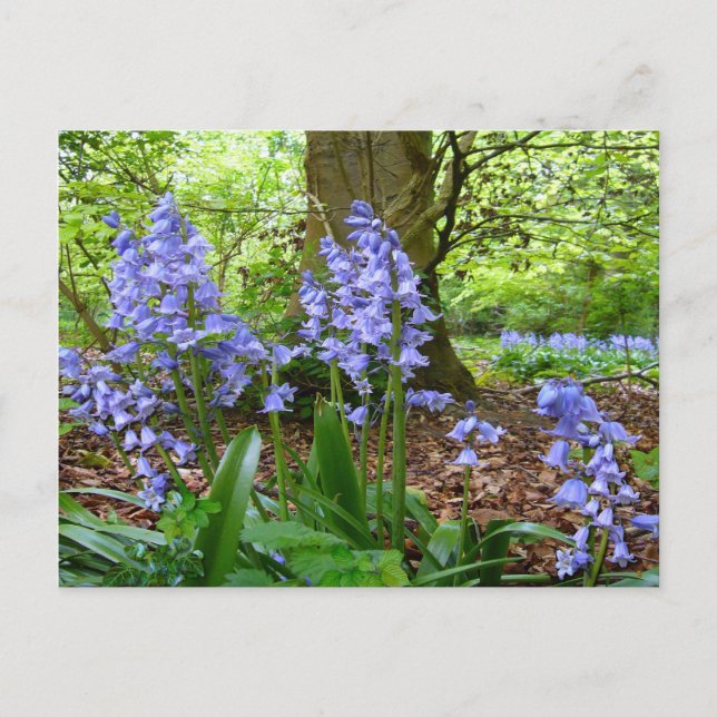 Postal BLUEBELL WOOD ~ Postcard # 3 (Anverso)