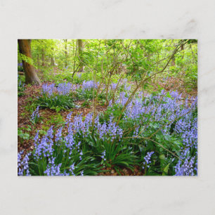 Postal BLUEBELL WOOD ~ Postcard ~ 5