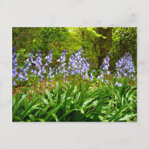 Postal BLUEBELL WOOD ~ Postcard # 5