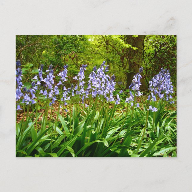 Postal BLUEBELL WOOD ~ Postcard # 5 (Anverso)
