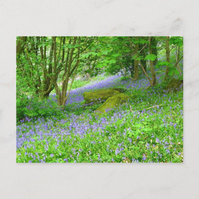 Postal Bluebell Woods (Anverso)
