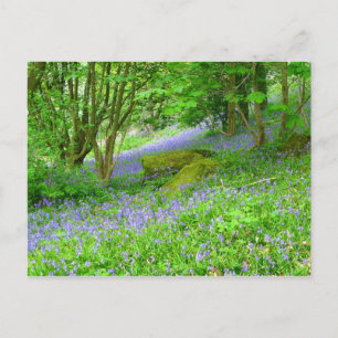 Postal Bluebell Woods