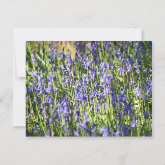 Postal Bluebells
