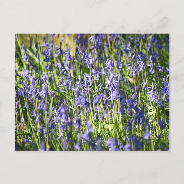 Postal Bluebells (Anverso)