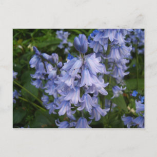 Postal Bluebells